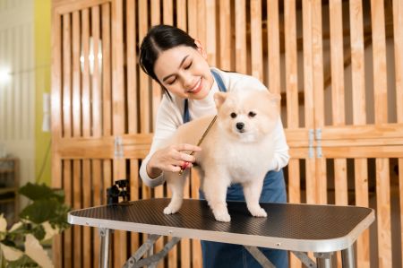 person grooming a dog